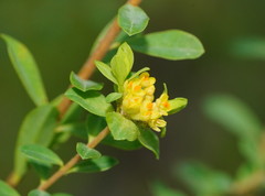 Pimelea flava flava