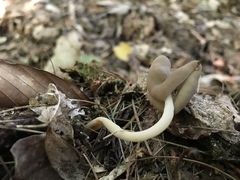 Helvella compressa