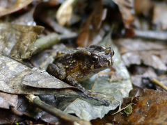 Sclerophrys camerunensis