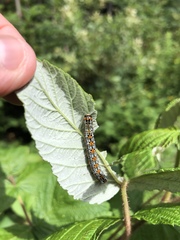 Pyrrhia