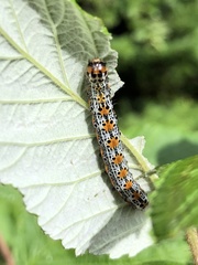 Pyrrhia