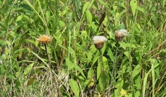 Plectocephalus americanus