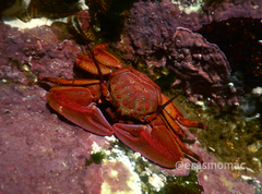 Petrolisthes tuberculosus