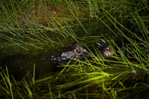 Congo Dwarf Crocodile