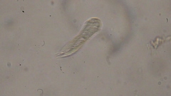 Gastrotricha