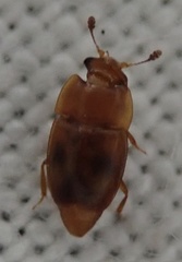 Epuraea ocularis