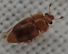 Epuraea ocularis