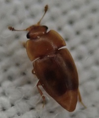 Epuraea ocularis