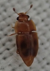 Epuraea ocularis