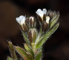 Lappula redowskii redowskii