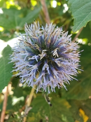 Echinops ritro