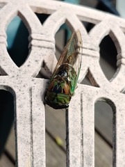 Neotibicen tibicen australis