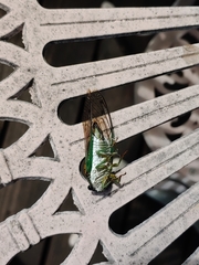 Neotibicen tibicen australis