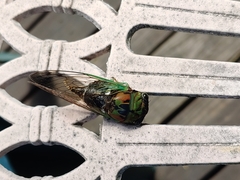 Neotibicen tibicen australis