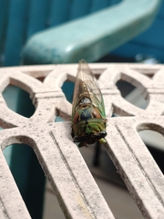Neotibicen tibicen australis