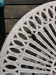 Neotibicen tibicen australis