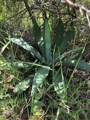 Agave lyobaa