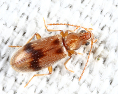 Notoxus desertus