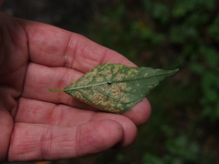 Puccinia circaeae