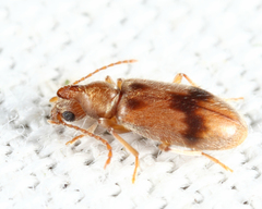 Notoxus desertus