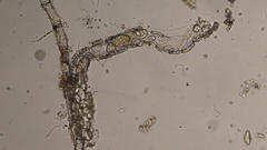Cocconeis