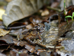 Sclerophrys camerunensis