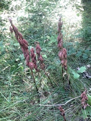 Corallorhiza maculata