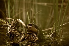 Chrysemys picta marginata