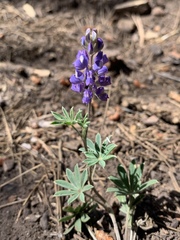 Lupinus hillii