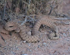Crotalus oreganus concolor