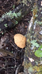Polyporus hypomelanus