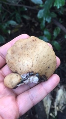 Polyporus hypomelanus
