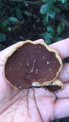 Polyporus hypomelanus