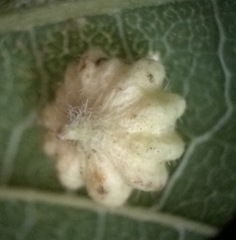 Celticecis capsularis