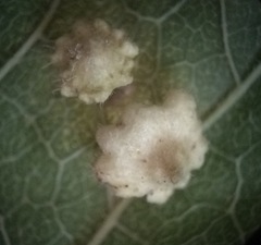 Celticecis capsularis