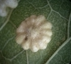 Celticecis capsularis