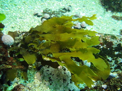 Dictyota kunthii