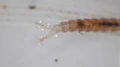 Polycentropus