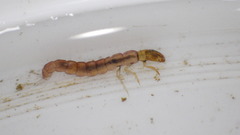 Polycentropus
