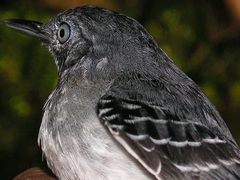 Hypocnemoides melanopogon
