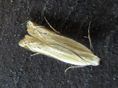 Mesophleps albilinella