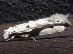 Erechthias atririvis