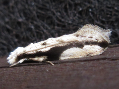 Erechthias atririvis