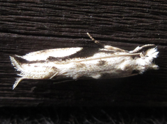 Erechthias atririvis
