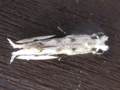 Erechthias atririvis