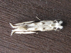 Erechthias atririvis
