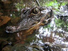 Congo Dwarf Crocodile photo 1