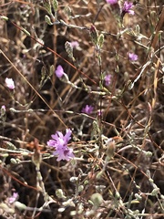 Lessingia arachnoidea