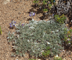 Lupinus breweri bryoides