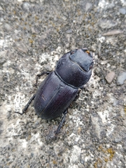 Serrognathus kyanrauensis